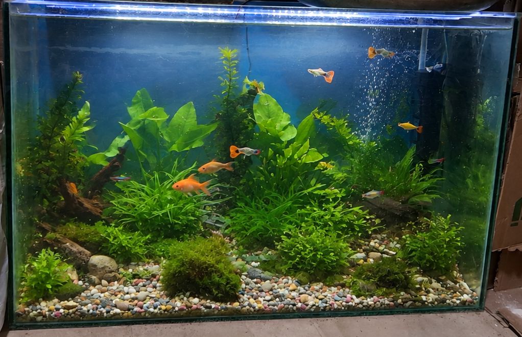 Tam quraşdırılmış akvarium — 95×61,5 sm, bitki və dekorla birlikdə - 1